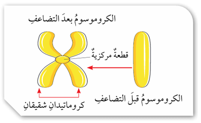 تضاعف الكروموسوم
